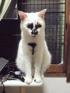 颠覆审美！（十大公认最丑的猫）