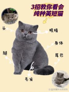 蓝猫价格1000到数万，好性格易饲养（蓝猫多少钱一只正常价）