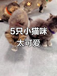意外混养产串串猫，基因融合现奇景（布偶和金渐层的串串猫长啥样）