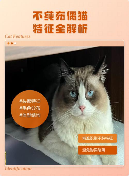 体型脸眼毛，温顺更可信，基因可检测（怎么判断布偶猫纯不纯）