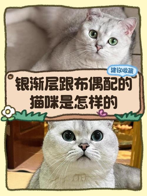 科学选种保健康（母的布偶猫可以配种吗）
