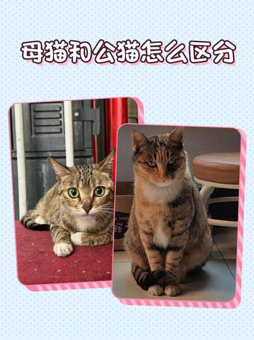 猫咪毛发牙齿看年龄，公母体型乳头辨（如何看猫是幼猫还是成猫）