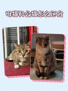 猫咪毛发牙齿看年龄，公母体型乳头辨（如何看猫是幼猫还是成猫）