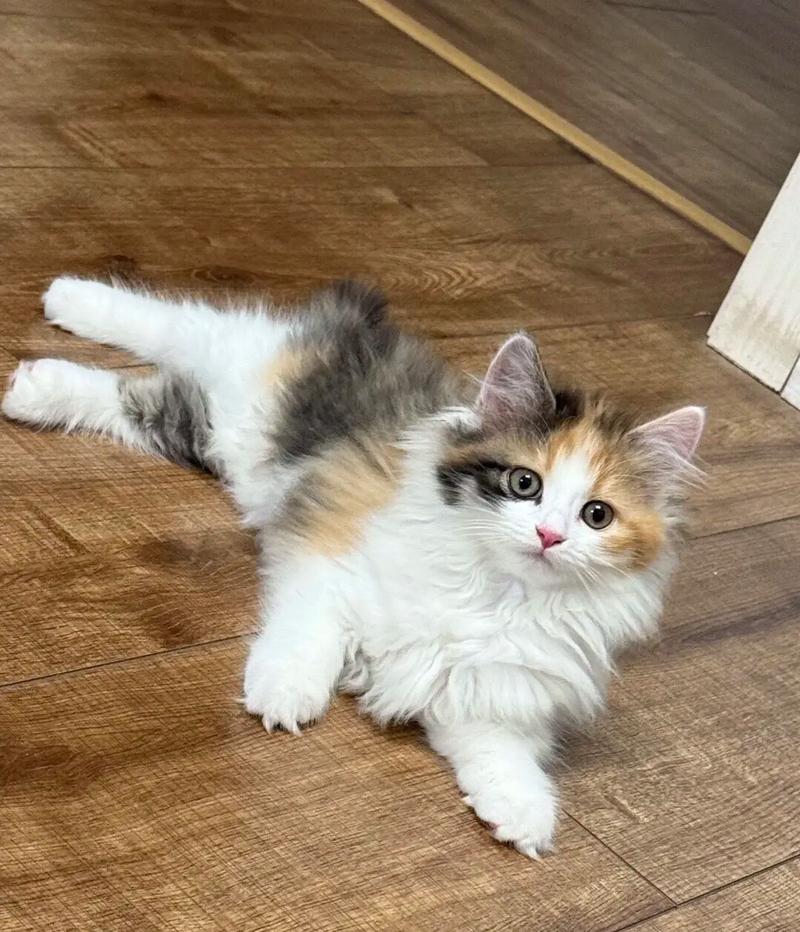 三花猫嫌弃布偶猫？猫咪审美大！（布偶猫三花串串图片）