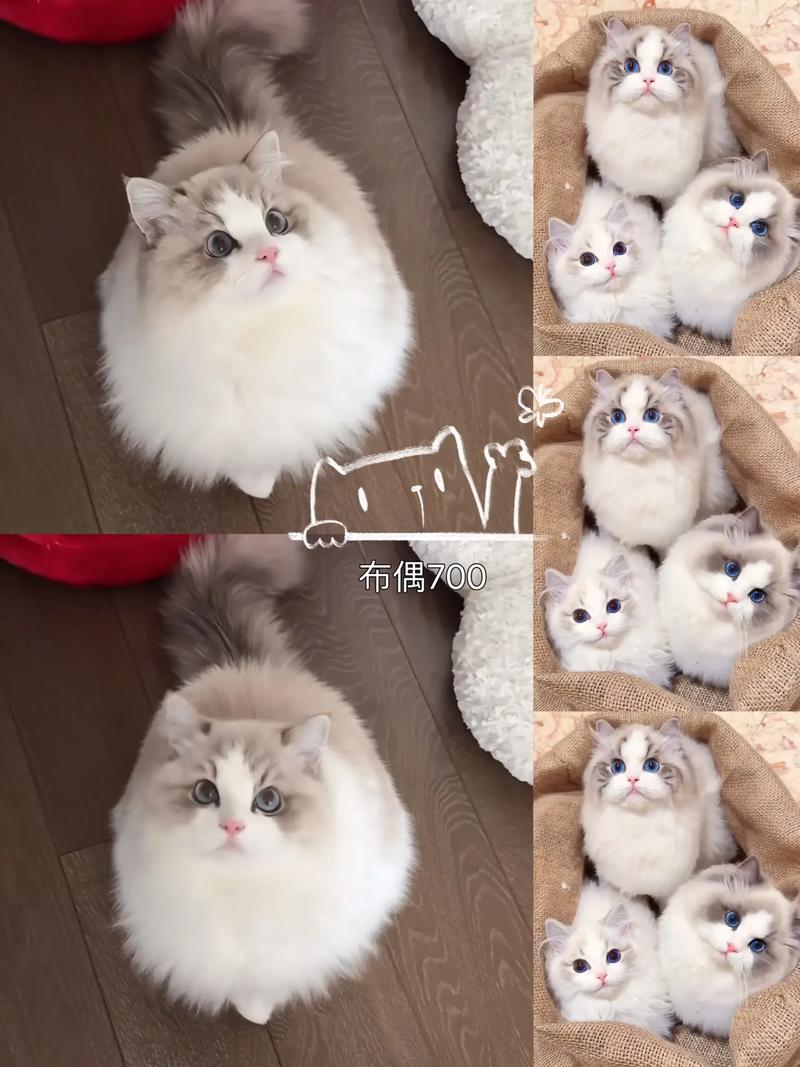 布偶猫科学繁育，关注母猫健康与基因（布偶猫繁殖）