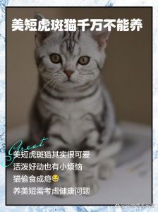 孟星乔笨拙追爱，崔允恩冷淡难近（崔秘书为何如此冷淡1v1虎斑猫）