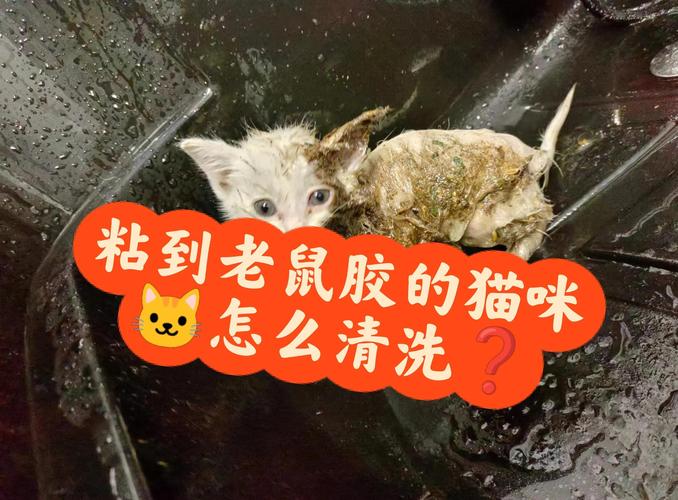 布偶猫粘毛怎么办？修剪清洁来解决（布偶猫拉屎粘毛上怎么办）