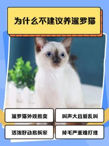 暹罗猫布偶猫金吉拉旺家运（暹罗猫对财运影响）