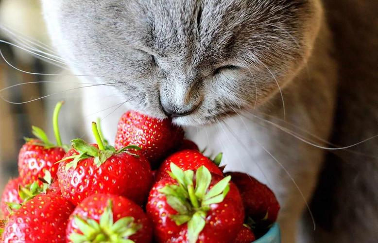 猫咪能吃草莓？清洗少量喂！（猫猫可以吃草莓吗）