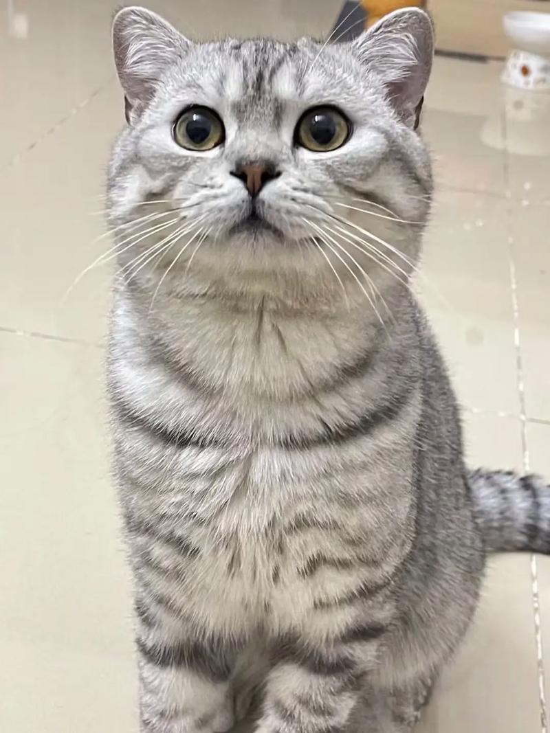 虎斑猫与狸花猫的区别，不纯虎斑猫也是好选择（不纯的虎斑猫）