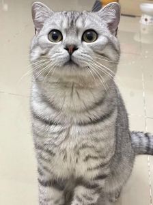 虎斑猫与狸花猫的区别，不纯虎斑猫也是好选择（不纯的虎斑猫）