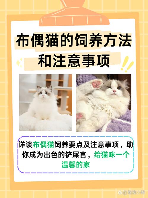 布偶猫粘人？温柔耐心是关键！（如何让布偶猫粘人）