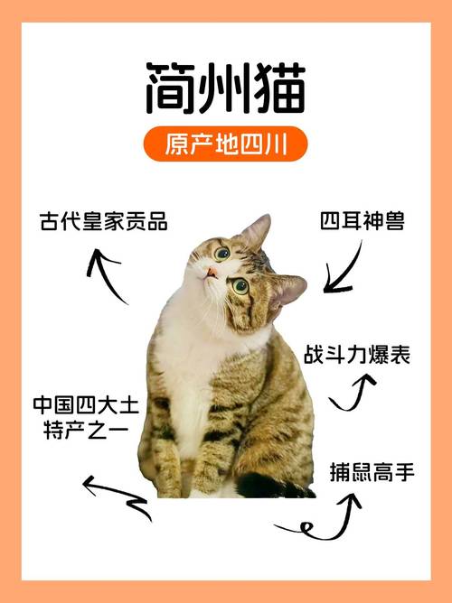 捕鼠能手，忠诚伴侣（简州猫算好猫的吗）