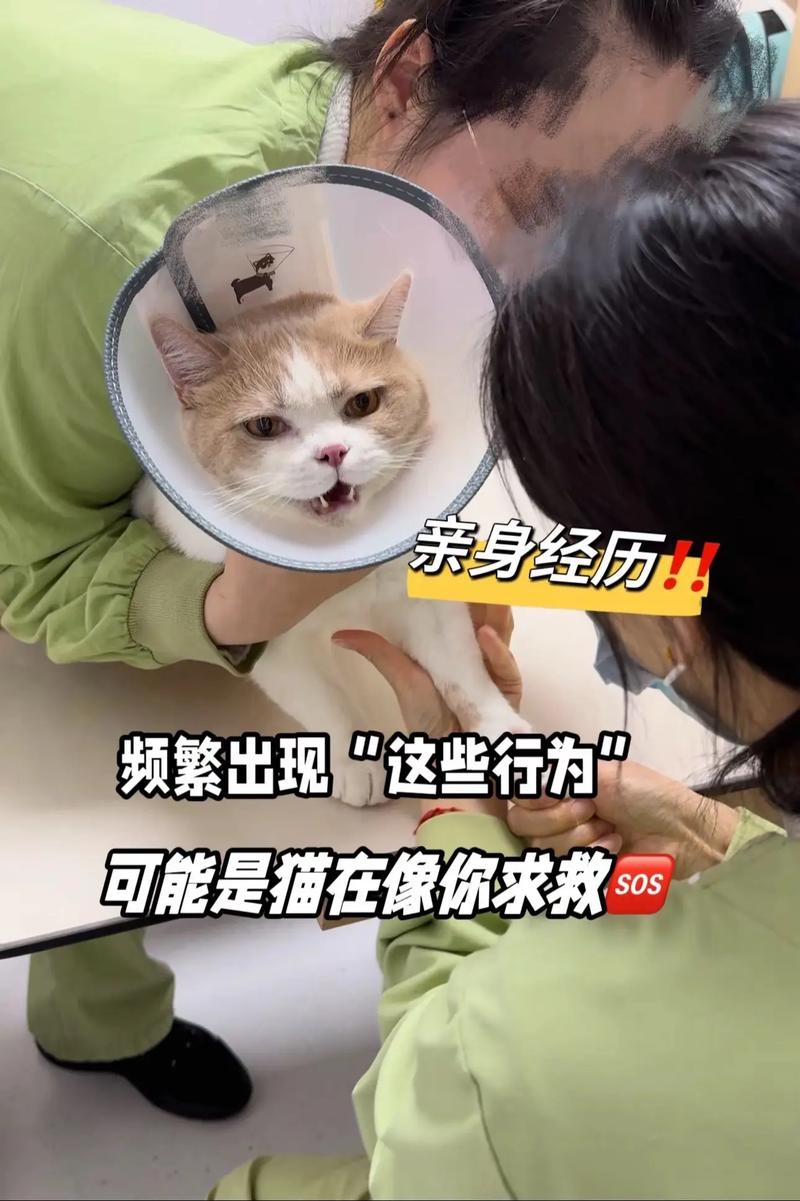 猫草助排毛球，南瓜鸡胸肉也帮忙（猫吃猫草排毛球是不是和吃红薯一样）