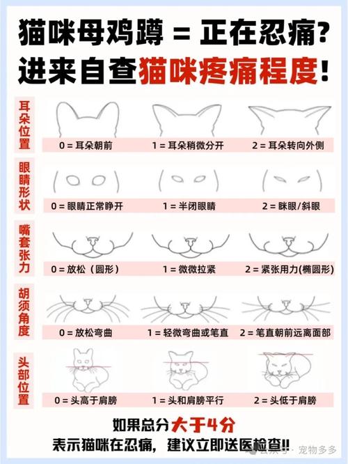 警惕！不善于表达的布偶猫在痛苦时有哪些信号？（布偶猫忍痛的表现）