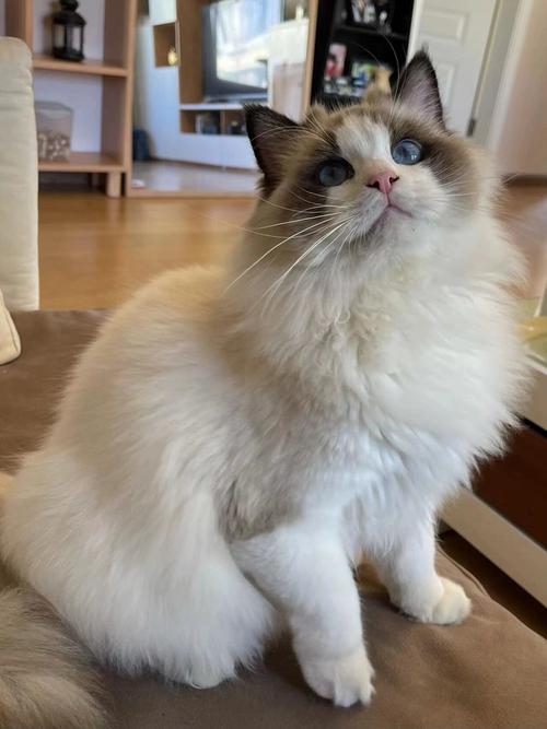 颜色性格大不同，爱猫无分别（海双猫图片）