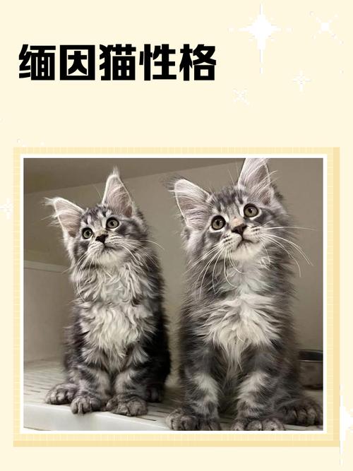 体型大开销高，亲人又怕冷（缅因猫属于什么档次）