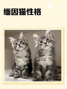 体型大开销高，亲人又怕冷（缅因猫属于什么档次）