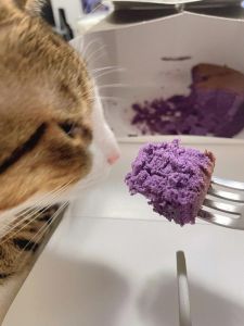 紫薯养猫好零食，适量防便秘（猫咪吃紫薯有什么好处）