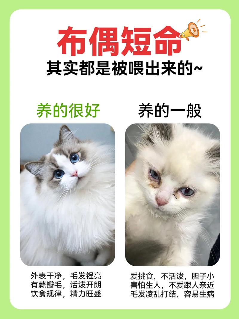 散养猫好还是坏？优缺点及安全措施（宠物猫能散养吗为什么）