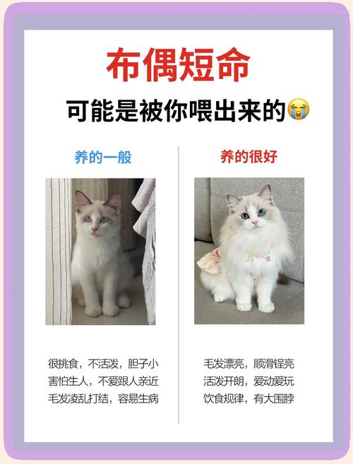 科学喂养助成长（布偶猫三个月注意事项）