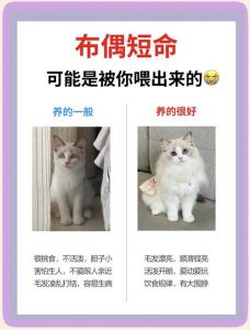 科学喂养助成长（布偶猫三个月注意事项）