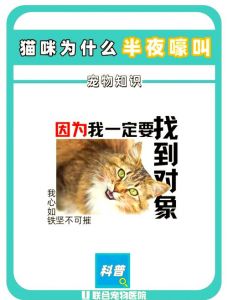 猫叫刺耳防抓伤，关窗假装没听见（夜晚猫叫为什么不能理）