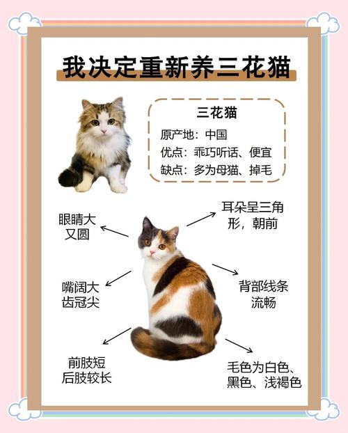 猫咪选伙伴看性格，外貌只是其次（在猫的眼布偶猫和三花猫哪个更好）