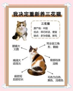猫咪选伙伴看性格，外貌只是其次（在猫的眼布偶猫和三花猫哪个更好）