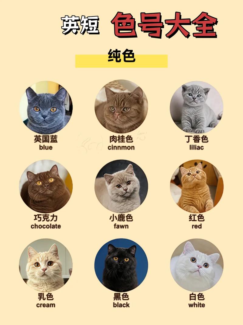 温柔吃货又高冷，复杂性格看主人眼缘（英短猫是吉猫还是凶猫）