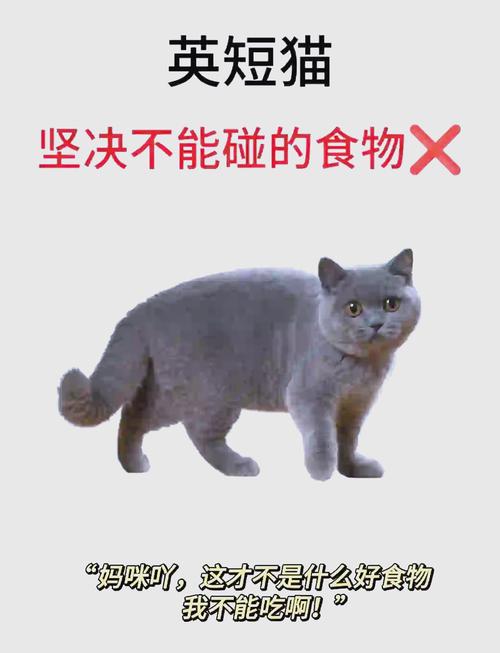 猫吃剩的饭别吃，小心病从口入！（吃猫吃过的东西有什么问题）