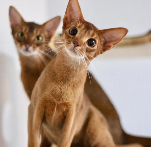 10种掉毛少猫咪推荐，适合怕毛发的你（掉毛最少的猫排名）