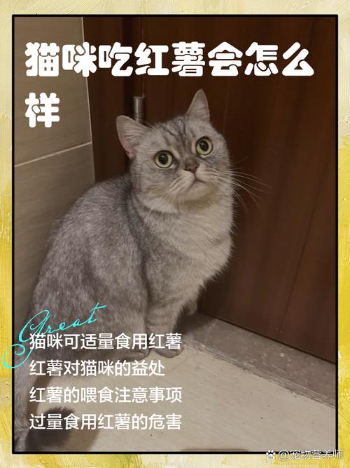 红薯可适量喂猫，助消化但别当主食（小猫能吃红薯么）