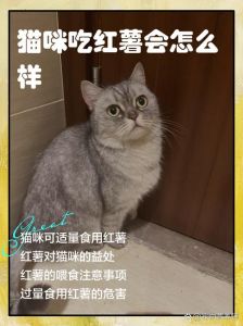 红薯香软招猫馋，助消化补营养，喂食要谨慎（猫吃了红薯会怎么样）