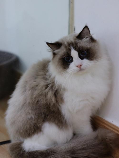 双色布偶猫花色多 温顺优雅好伴侣（双色布偶猫图片）