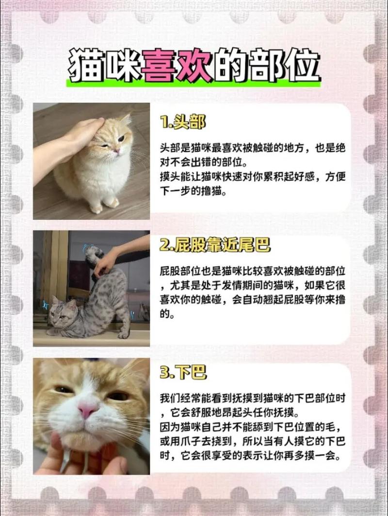 猫咪最爱摸的部位，增进感情！（猫咪最喜欢主人摸哪里）