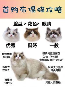 布偶猫青年期护理要点（布偶10个月算成年猫吗）