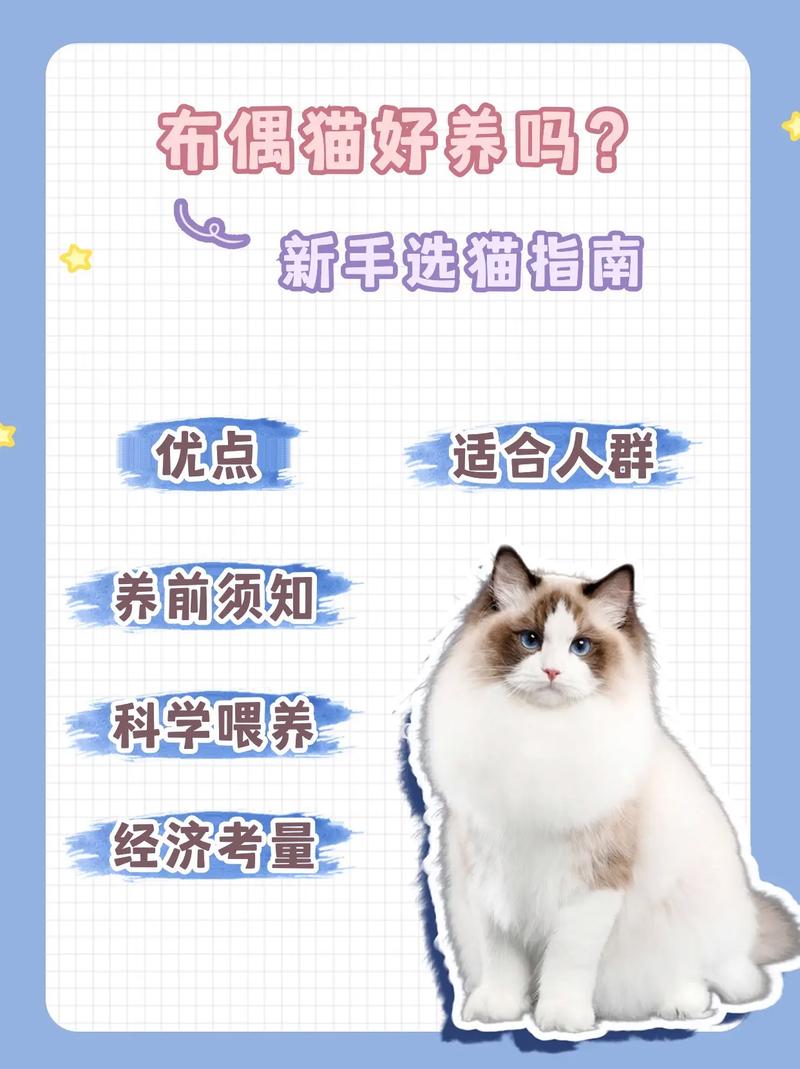 布偶猫室内养，温度要适宜，情感需陪伴，健康要保障（布偶小猫咪的饲养注意事项）