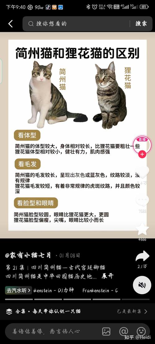 体型性格大不同（简州猫和狸花猫的区别）