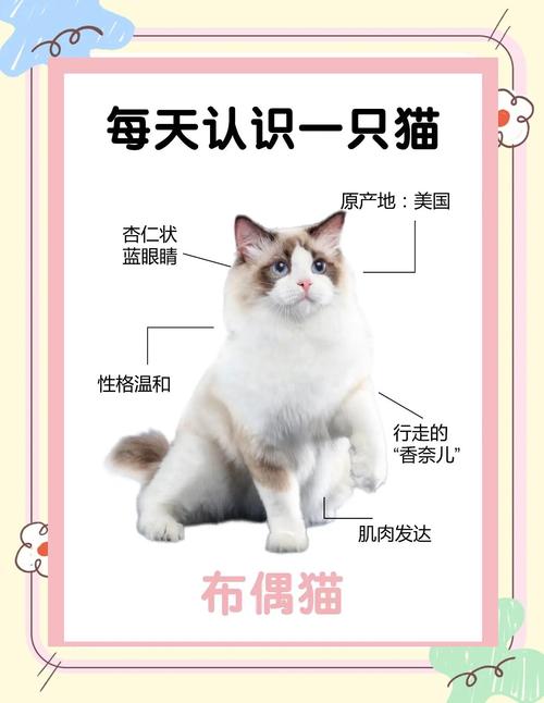 温顺伴侣，家庭新宠（布偶属于哪个国家的猫）