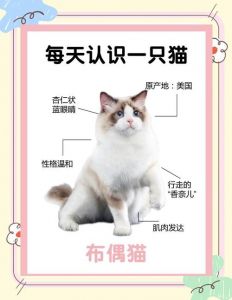 耐心养熟三岁布偶猫，温柔食物玩具助亲近（布偶猫3岁多还能养熟吗）