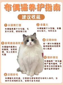 狸花猫与布偶猫聪明度对比（布偶猫狸猫哪个更聪明）
