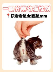 公猫也会叫春，母猫发情怎么办？（猫叫春是公猫还是母猫）