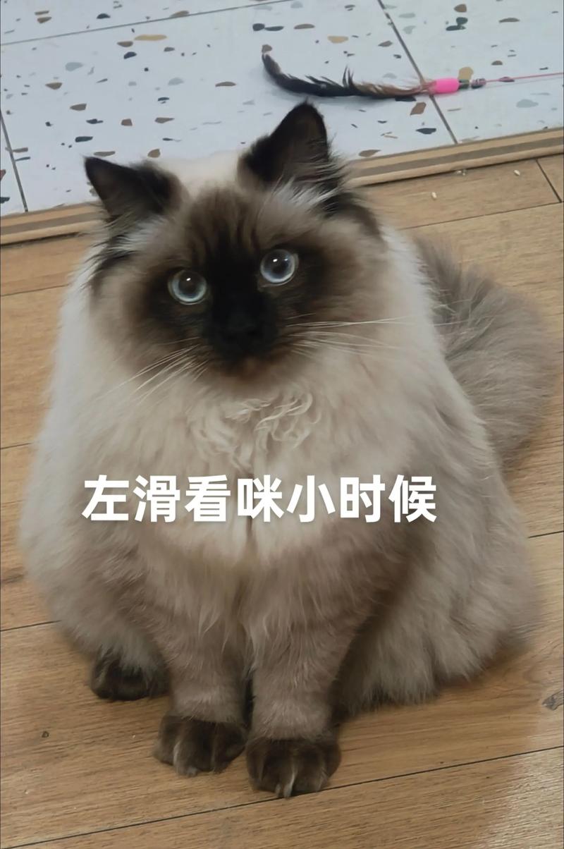 布偶猫扑人怎么办？了解原因并正确引导（布偶猫冲上来扑人）