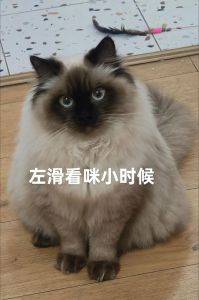 布偶猫扑人怎么办？了解原因并正确引导（布偶猫冲上来扑人）