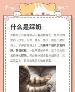 它爱的表现（为什么成年布偶猫还要踩奶）