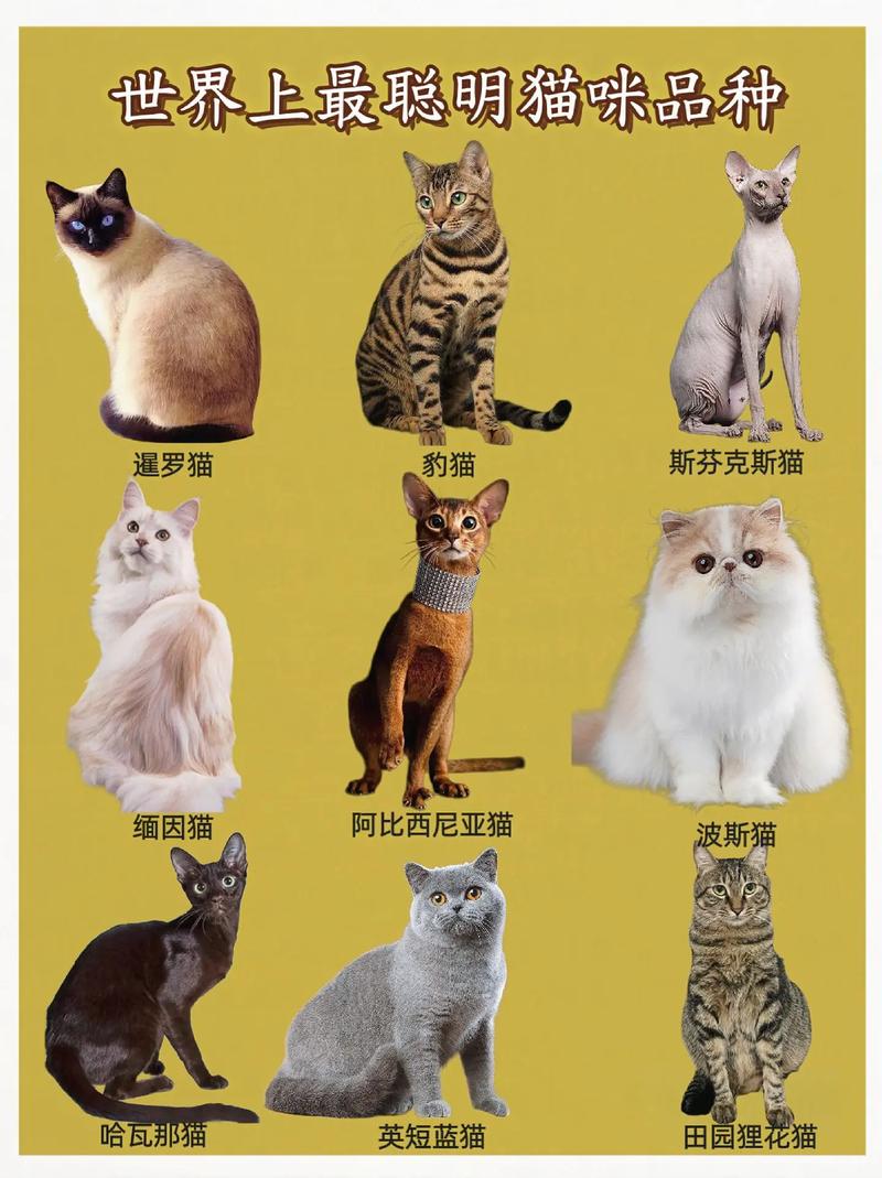 彼得巴尔德精灵萨凡纳等（40种名贵猫图片）