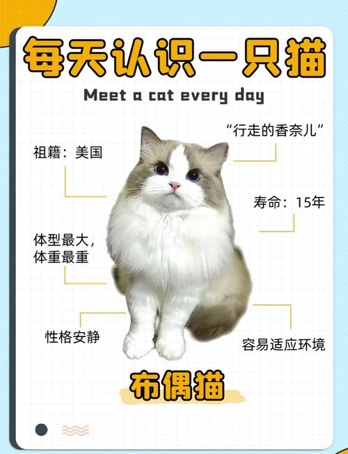 布偶猫5个月性格好易养，聪明粘人（布偶猫5个月还养的熟吗）