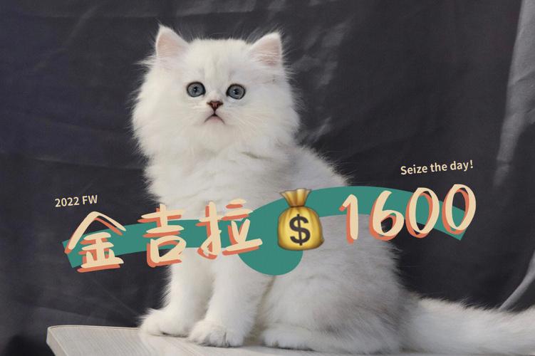 1000至10000元，看血统品相地区（白色金吉拉猫多少钱一只）