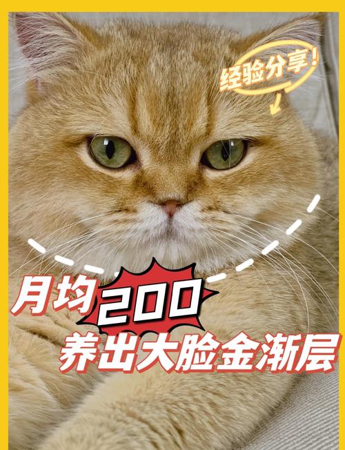 金渐层猫价差异大，矮脚血统更贵，选猫不只看价格（一只金渐层小猫多少钱）